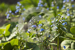 Blue forget-me-nots Myosotis, Scorpion grasses blooming in the garden on a sunny spring day. Beautiful and delicate blue flowers