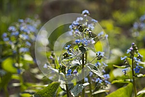 Blue forget-me-nots Myosotis, Scorpion grasses blooming in the garden on a sunny spring day. Beautiful and delicate blue flowers