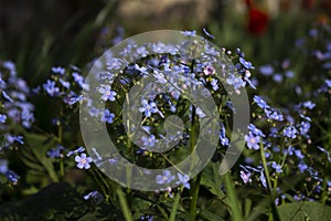 Blue forget-me-nots Myosotis, Scorpion grasses blooming in the garden on a sunny spring day. Beautiful and delicate blue flowers