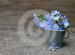 Blue Forget-me-nots Myosotis sylvatica flowers in a small silver bucket on old wooden background.Bouquet of spring flowers for M