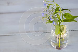 Blue forget me nots in a transparent vase on a wooden background