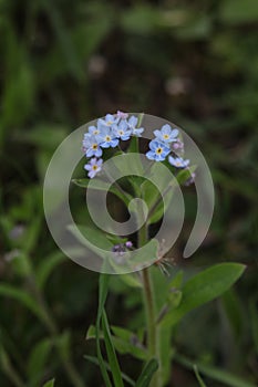 blue forgetmenot Myosotis flower with a green background