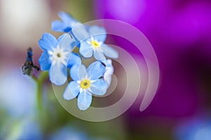 Blue forgetmenots