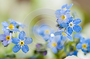 Blue forgetmenots photo