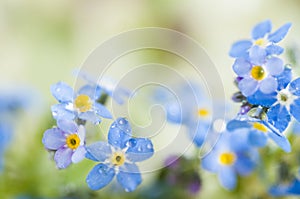 Blue forgetmenots photo