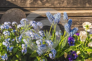 Blue forgetmenots, mini hyacinths and pansies on wooden background