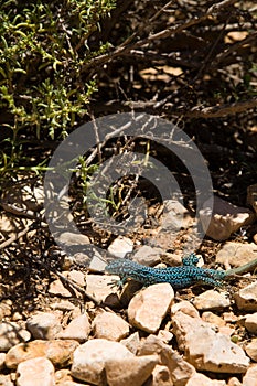 Blue Formentera Lizard