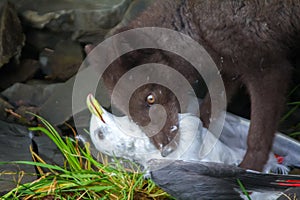 Blue Fox breaks bird Seagull, caught on rookery