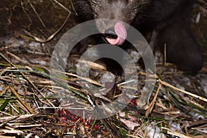 Blue foxes come at night to devour carcasses of seals