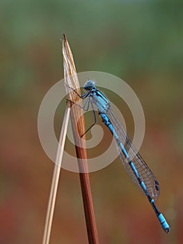 Blue fragonfly