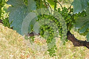 Blue Frankish (Blaufraenkisch) grape in Burgenland