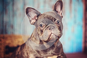 Blue french bulldog headshot