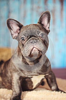 Blue french bulldog headshot vertical