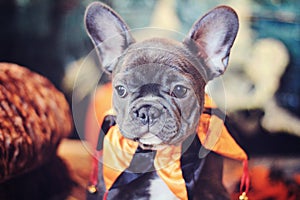 Blue french bulldog puppy halloween