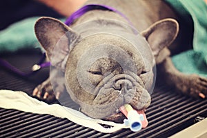 Blue french bulldog surgery recovery upclose