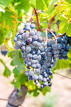 Blue fresh bunch of grapes hang on a vine plant in September before harvest