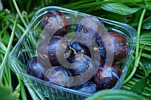 Blue fresh plums in a plastic box stands in green leaves
