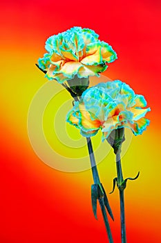 Blue fringed yellow carnation roses against abstractbackdrop photo