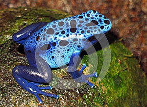 Blue Frog