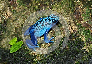 Blue Frog - Dendrobates azureus photo