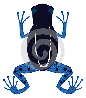 Blue frog. Exotic amphibia. Colorful rainforest animal