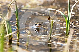 Blue frog - Rana arvalis in water at mating time. Wild photo from nature. The photo has a nice bokeh. The image of a frog is