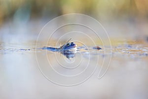 Blue frog - Rana arvalis in water at mating time. Wild photo from nature. The photo has a nice bokeh. The image of a frog is