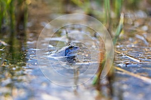Blue frog - Rana arvalis in water at mating time. Wild photo from nature. The photo has a nice bokeh. The image of a frog is