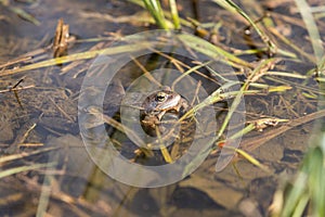 Blue frog - Rana arvalis in water at mating time. Wild photo from nature. The photo has a nice bokeh. The image of a frog is