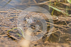 Blue frog - Rana arvalis in water at mating time. Wild photo from nature. The photo has a nice bokeh. The image of a frog is