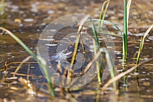 Blue frog - Rana arvalis in water at mating time. Wild photo from nature. The photo has a nice bokeh. The image of a frog is