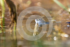 Blue frog - Rana arvalis in water at mating time. Wild photo from nature. The photo has a nice bokeh. The image of a frog is