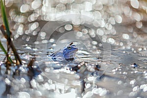 Blue Frog - Rana arvalis in the water at the time of mating. Wild photo from nature. The photo has a nice bokeh