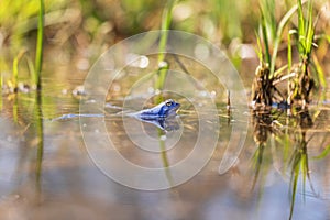 Blue Frog - Rana arvalis in the water at the time of mating. Wild photo from nature. The photo has a nice bokeh