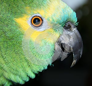 Blue Fronted Amazon