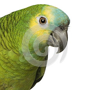 Blue-fronted Amazon