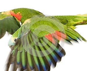 Blue-fronted Amazon