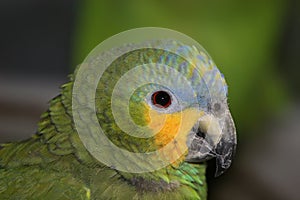 Blue Fronted Amazon