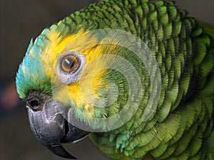 Blue Fronted Amazon