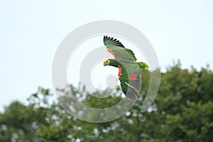 Blue-fronted amazon