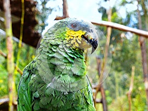 Blue-Fronted Amazon Parrot