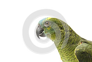Blue fronted Amazon parrot
