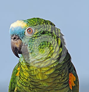Blue fronted amazon parrot