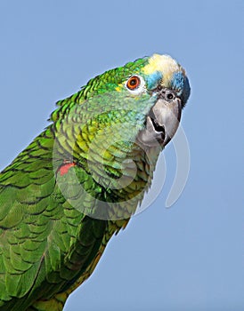 Blue fronted amazon parrot