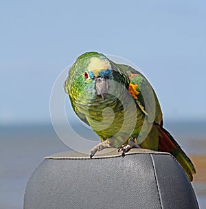 Blue fronted amazon parrot