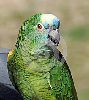 Blue fronted amazon parrot