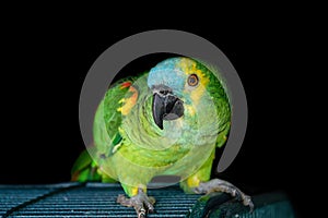 Blue fronted Amazon parrot bird