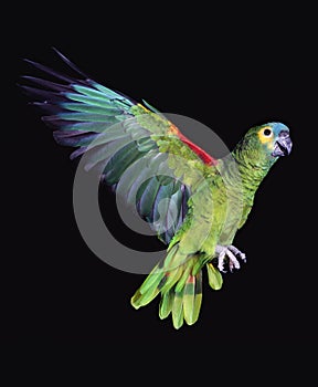 Blue-Fronted Amazon Parrot or Turquoise-Fronted Amazon, amazona aestiva, Adult in Flight against Black Background