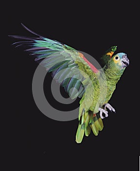 Blue-Fronted Amazon Parrot or Turquoise-Fronted Amazon Parrot, amazona aestiva, Adult in flight