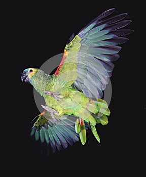 Blue Fronted Amazon Parrot or Turquoise Fronted Amazon Parrot, amazona aestiva, Adult in Flight against White Background